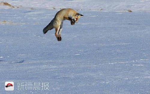 扎猛子的扎是什么意思