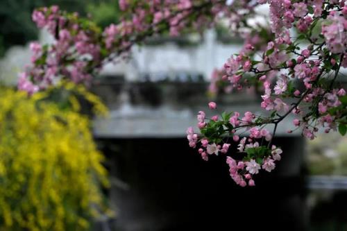 飞红飘白什么意思