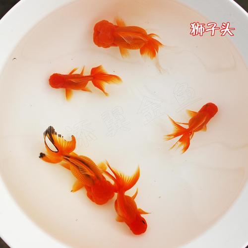 狮子头金鱼最大能长多大