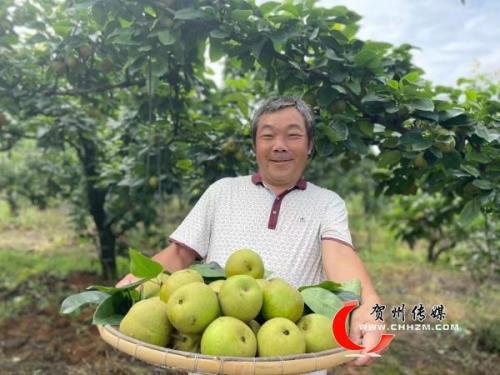 万梨齐放珍藏版每瓶多少钱