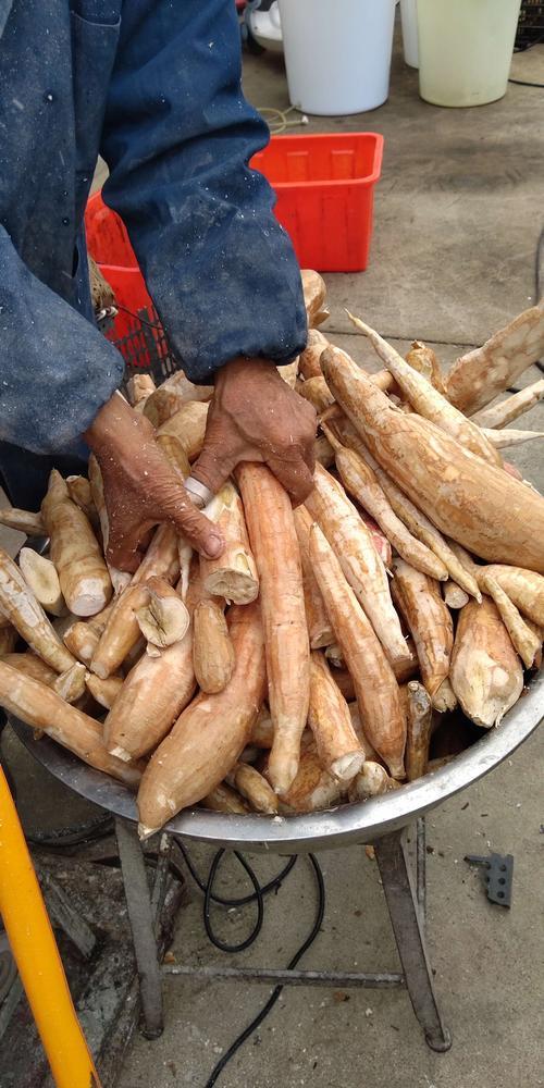 木薯干的能做淀粉吗