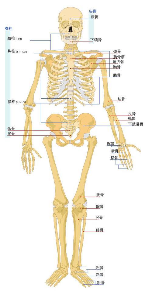 腓骨粤语读音