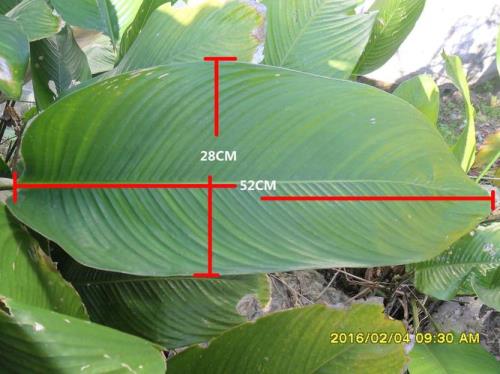 粽子的叶子是什么叶