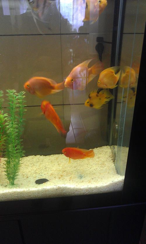 金鱼产卵是什么样子的