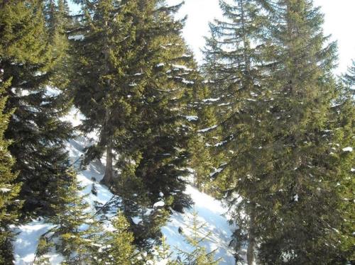 枞树这个故事中,枞树最后成为了