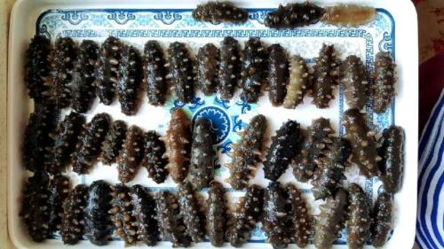 四五月份海参池换水大好吗