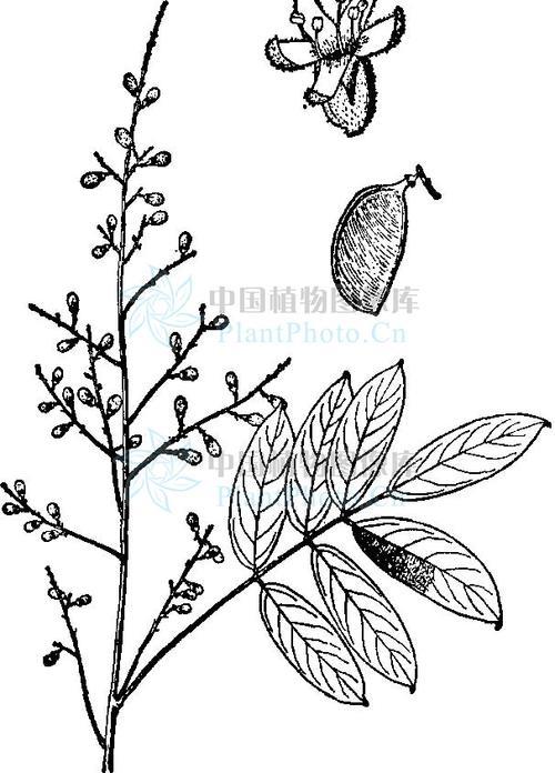 栗豆树的优点和缺点
