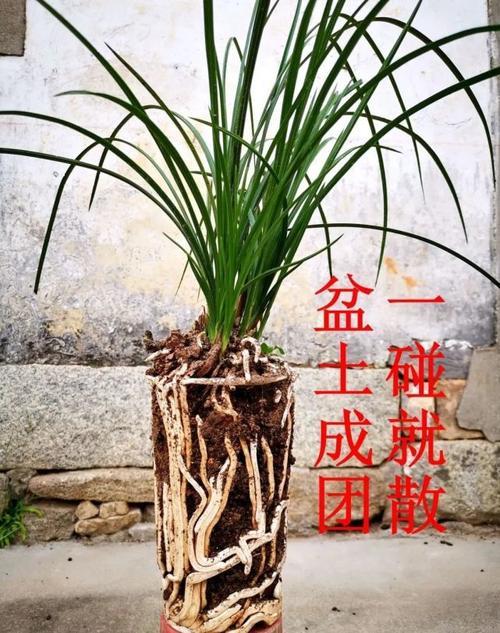 兰花根结到盆在一起怎么办嗯
