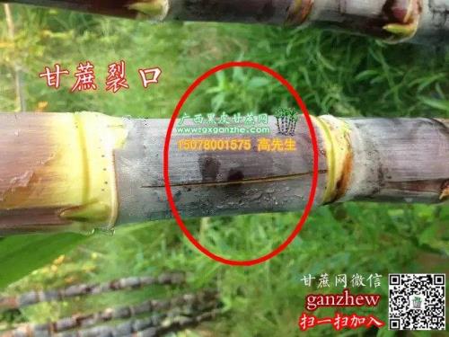 甘蔗防裂最好的方法