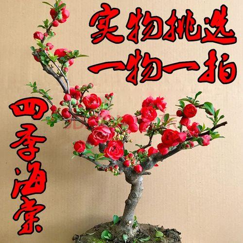 长寿冠海棠冬天长叶能开花吗