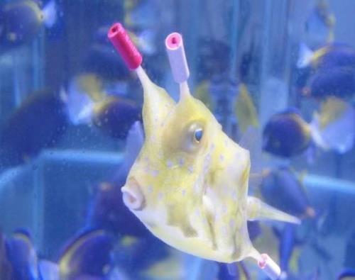 深海里的海精灵是什么