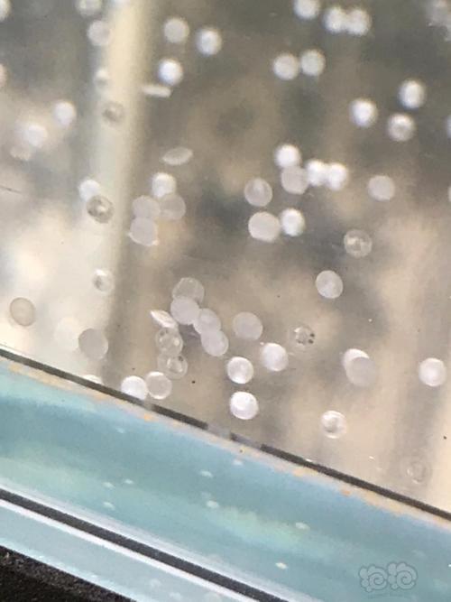 我的金鱼卵长毛了是怎么回事呀