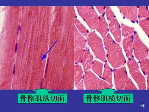 学前儿童肌肉组织的特点有