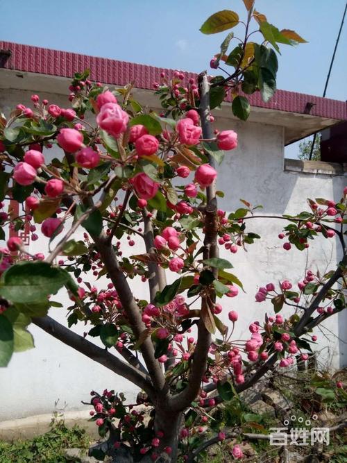 冬红果海棠先发芽还是先开花