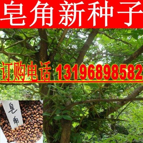 皂角树种子的催芽方法