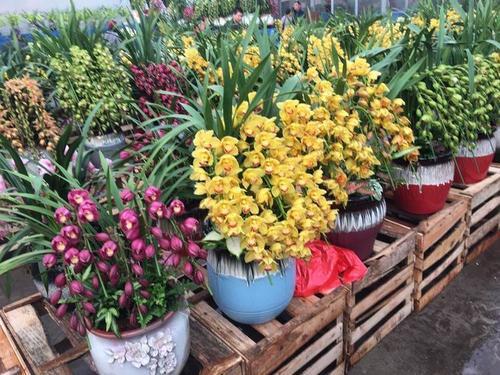 青州黄楼花卉市场春节营业吗