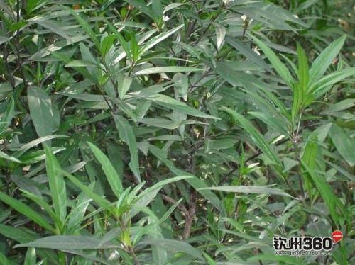 山东话勒马骨是哪
