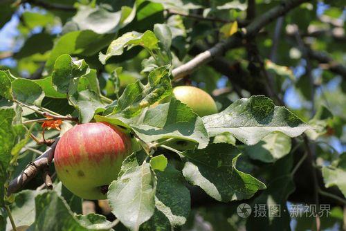 什么的树上挂着什么的苹果填空