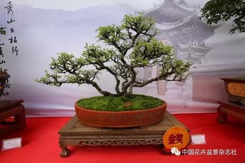 小石积养殖方法和注意事项
