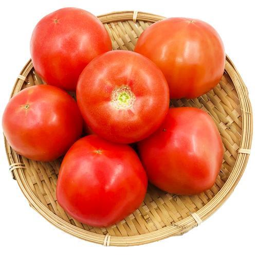 番茄小说为什么叫洋柿子