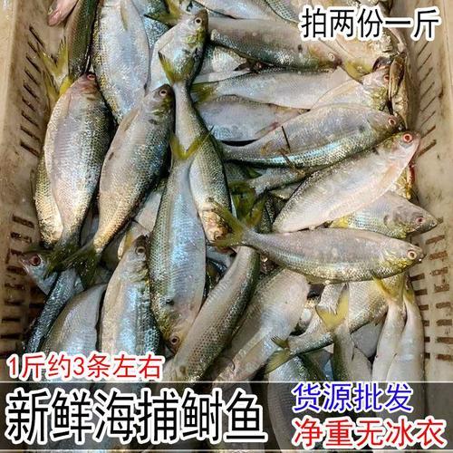 鱼算是海鲜吗