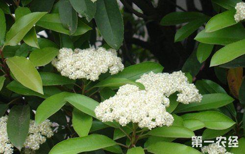 石兰花茶到底是什么味