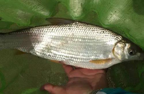 鯝鱼开口温度