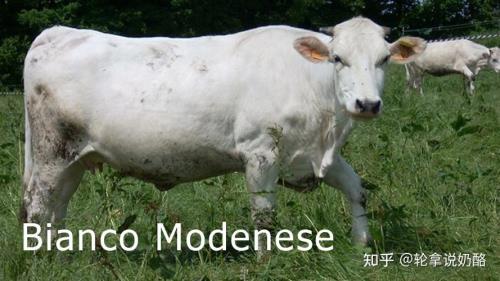 什么是尖牛