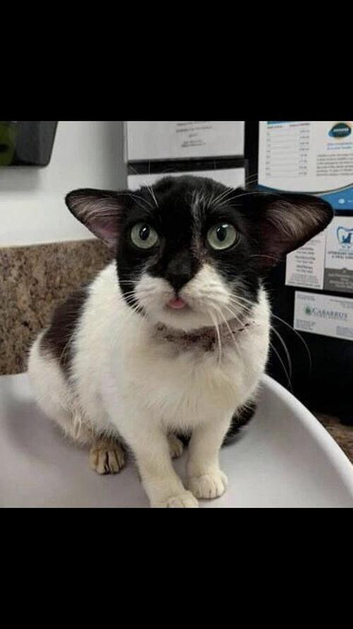 坨坨是什么品种的猫