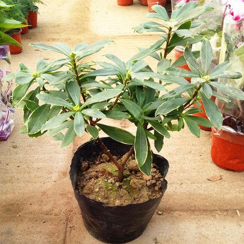 耐寒耐冻的绿植有哪些