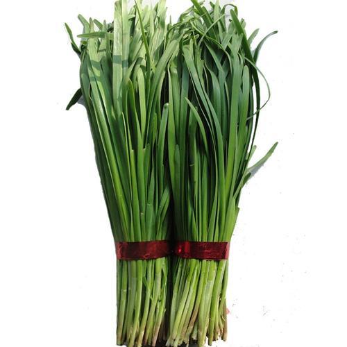 绿带韭菜品种介绍