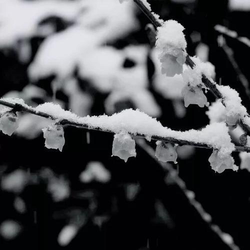 林清玄煮雪想表达什么