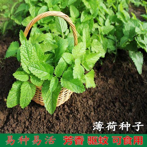 薄荷种子种植方法