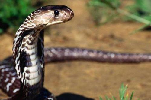 蛇感受什么的装置被称为热眼