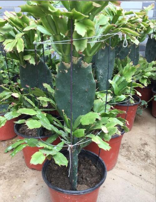 仙人掌如何嫁接三角梅