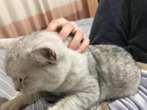 猫怎么知道你在害怕它