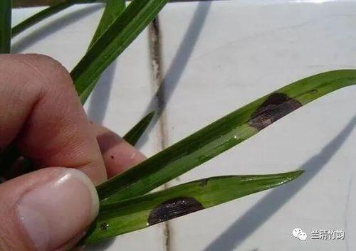 兰花坏叶片怎么处理
