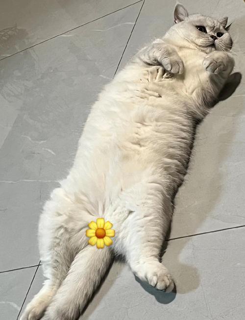 肚皮朝天是成语吗