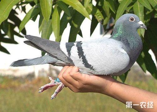 鸽子每天早上叫是什么意思