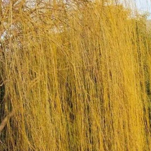 什么季节插黄金柳