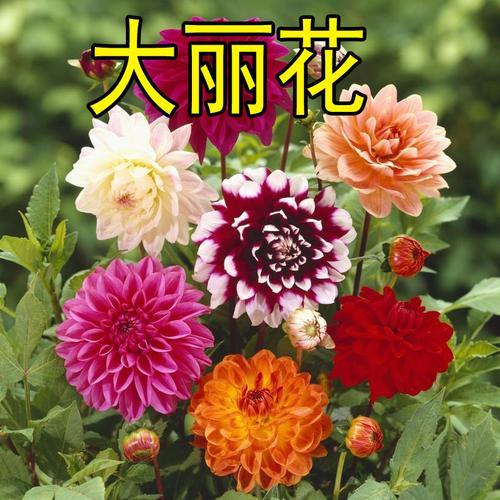 大丽菊花种植方法和时间