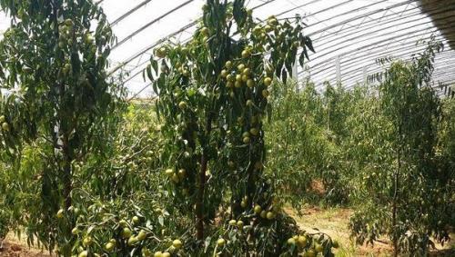 冬枣树太高怎么办