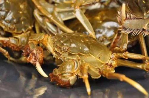 螃蟹脱壳可以用硫酸锌
