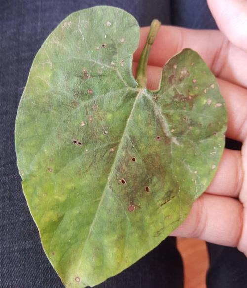 芸豆叶子有线虫怎么办