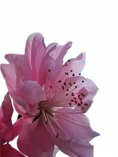 节外生枝是什么意思