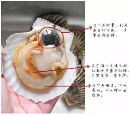 请你吃扇贝是什么意思