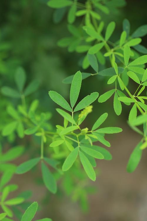 木樨冬天落叶吗