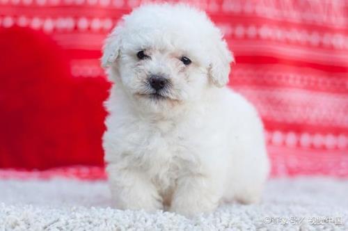 比熊犬能长多大