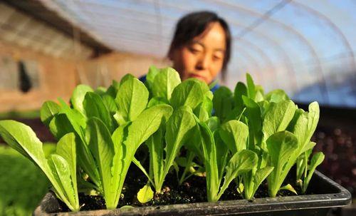 菠菜成精有什么本领一年级