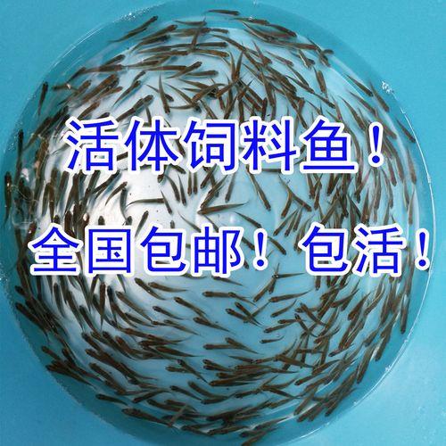 什么鱼苗游的慢